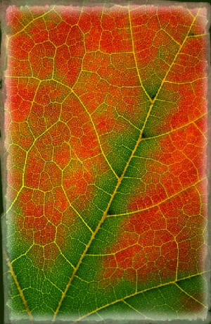leafpatterndetail.jpg
