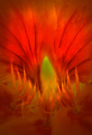 orangefireflower.jpg