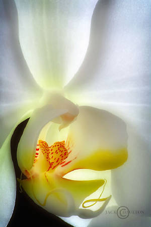 orchids28asnwchlrc.jpg