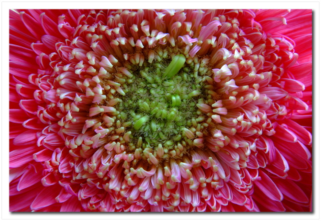 pinkgreenpatternflower.jpg